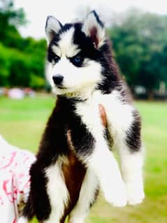Husky male pup available