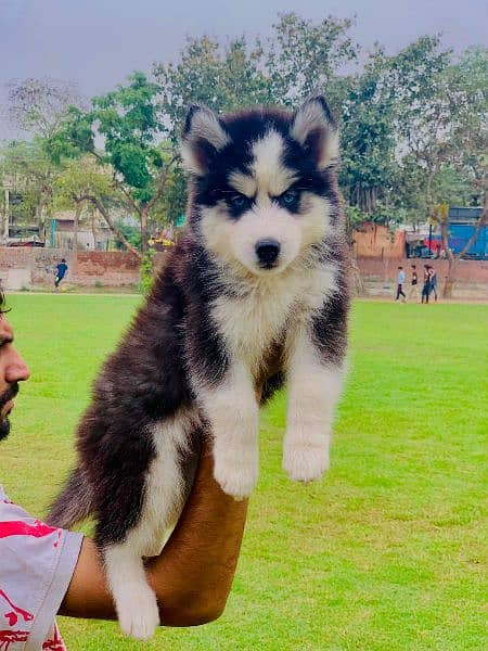 Husky male pup available 1
