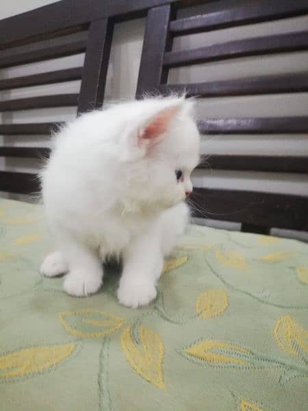 Persian kitten triple coat 1