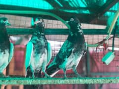 teddy kamager and surkha pigeon high quality for sale