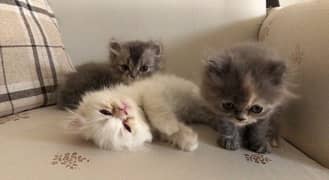 Triple Coated Persian Kittens