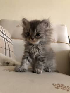 Triple Coated Persian Kitten