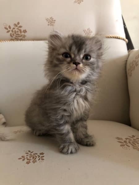 Triple Coated Persian Kitten 1