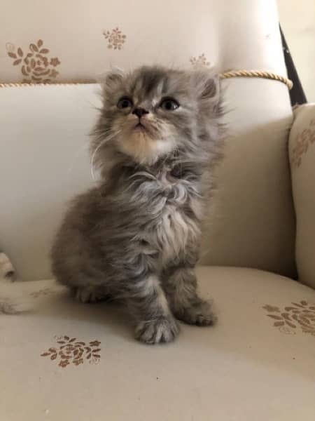 Triple Coated Persian Kitten 2