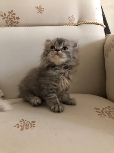 Triple Coated Persian Kitten 3