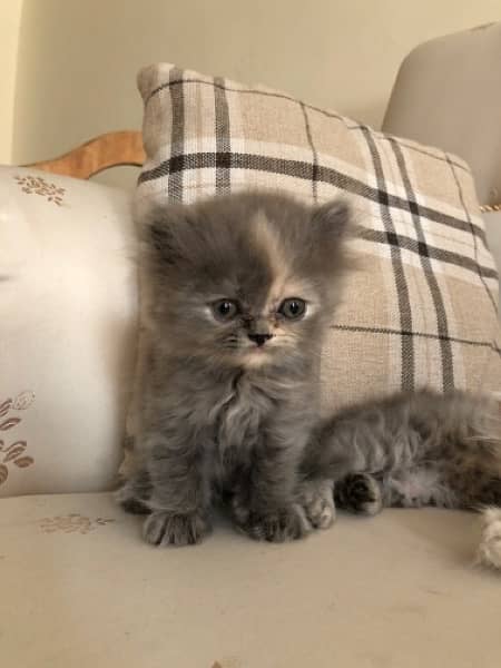 Triple Coated Persian Kitten 4