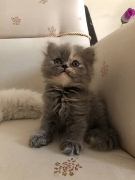 Triple Coated Persian Kitten 5