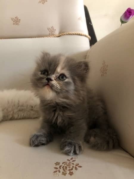 Triple Coated Persian Kitten 6