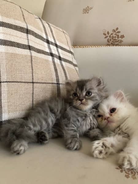 Triple Coated Persian Kitten 7