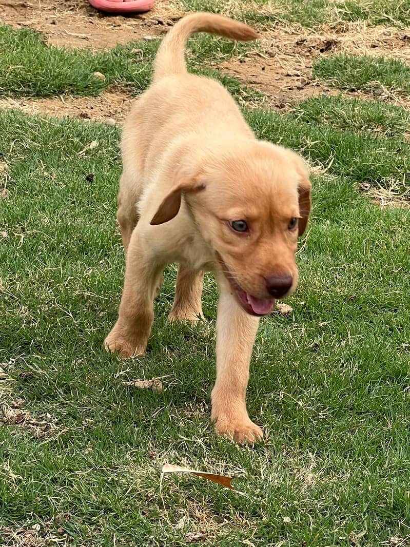 Purebred Golden Retriever Puppies for Sale - Dewormed & Vaccinated 1