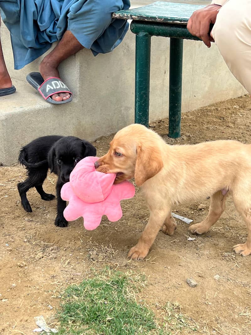 Purebred Golden Retriever Puppies for Sale - Dewormed & Vaccinated 3