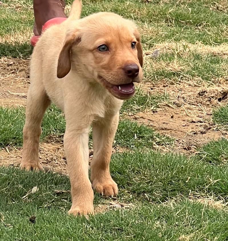 Purebred Golden Retriever Puppies for Sale - Dewormed & Vaccinated 5