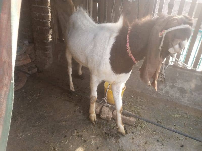 goat for sale 0