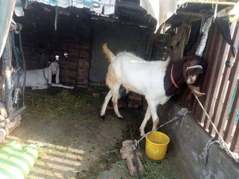 goat for sale 4