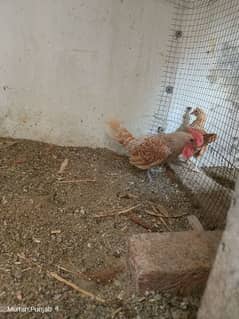 breeder hens