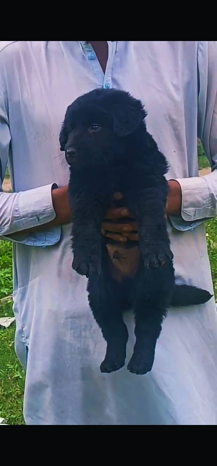 Black German Shepherd long coat puppy /GSD/ GSD for sale 0