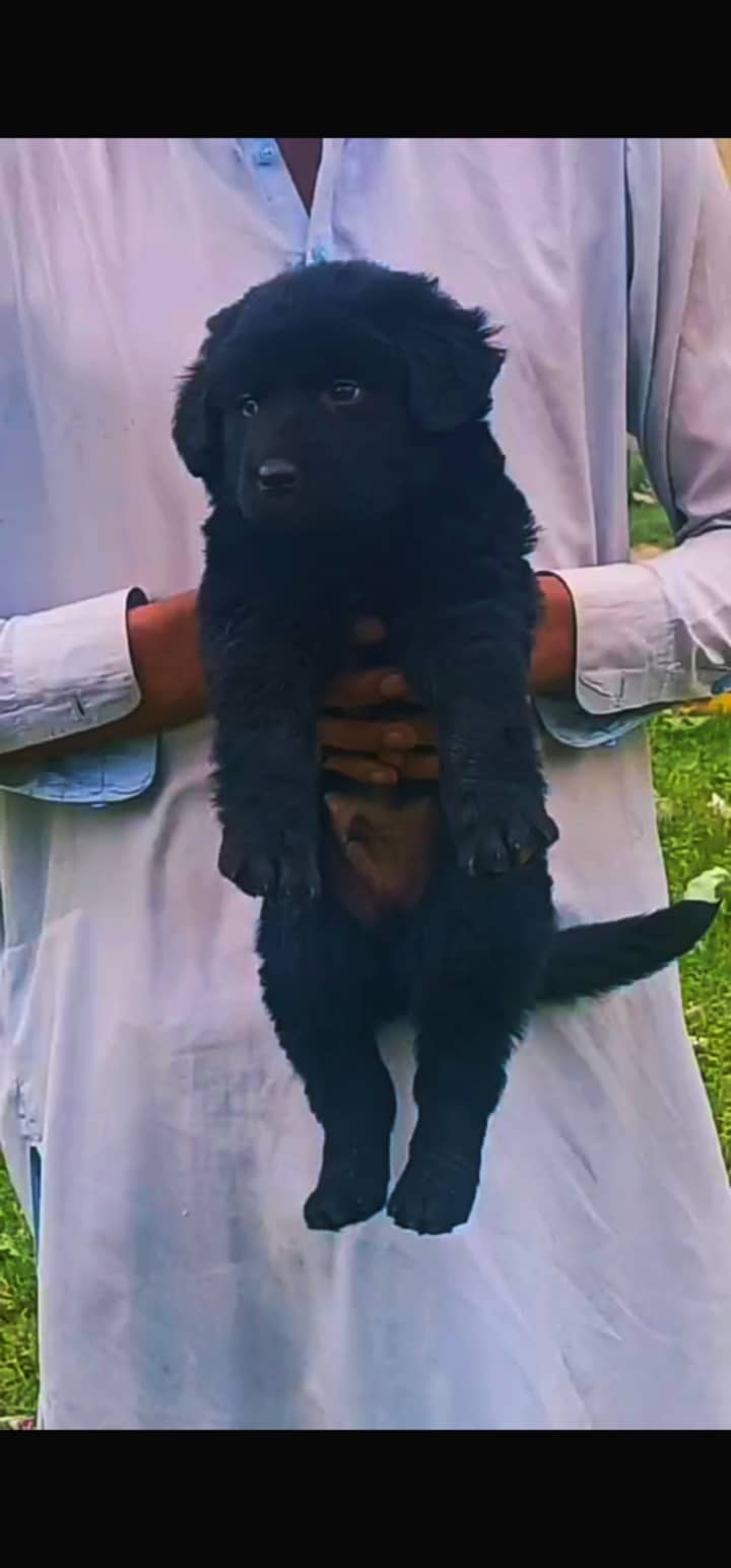 Black German Shepherd long coat puppy /GSD/ GSD for sale 1