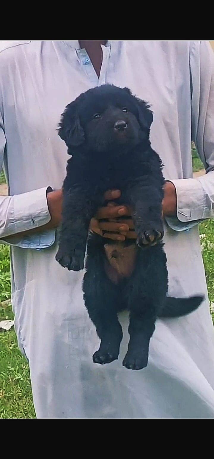 Black German Shepherd long coat puppy /GSD/ GSD for sale 2