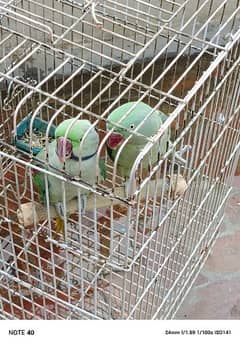 raw parrot pair for sell