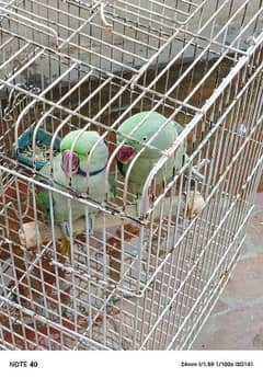 raw parrot pair for sell 0