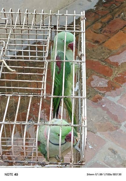 raw parrot pair for sell 1