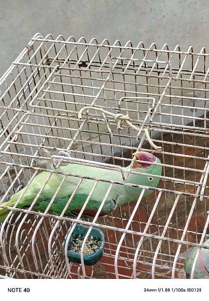raw parrot pair for sell 2
