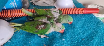 Jumbo Raw Parrot Chicks Pair