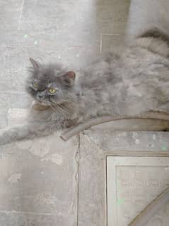 pure parsehan cat for sale
