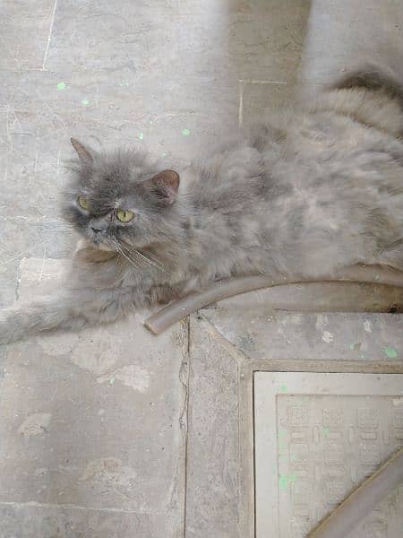 pure parsehan cat for sale 0