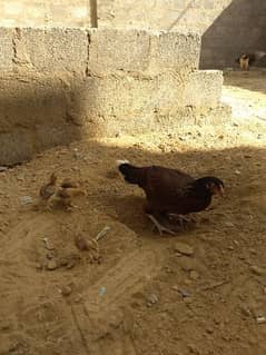 Healthy Aseel Hen with 3 Chicks