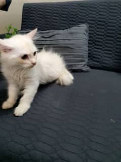 Persian Kitten AVailable in Affordable Prices
