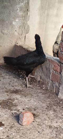 Black Aseel paary wali