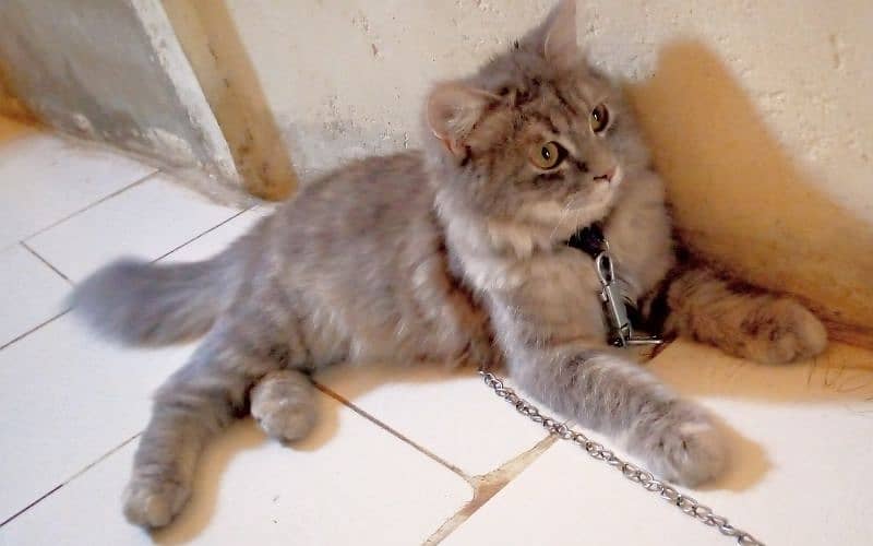 Pure Persian cat 1