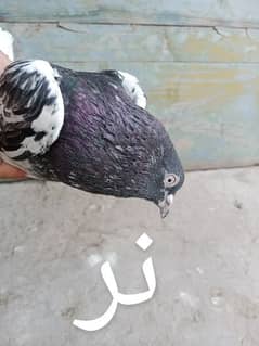 pigeons urgent for sale