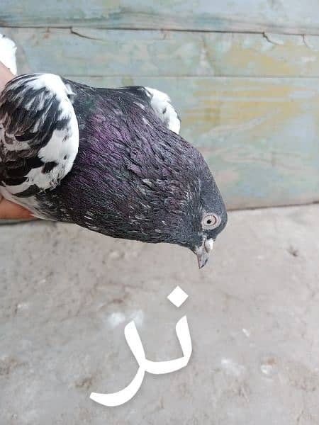 pigeons urgent for sale 0