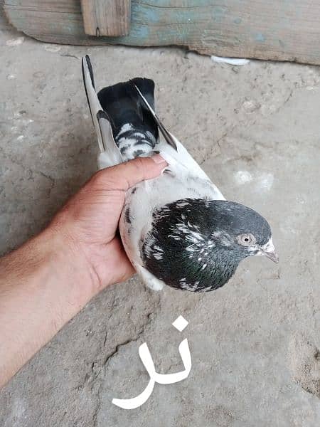 pigeons urgent for sale 3