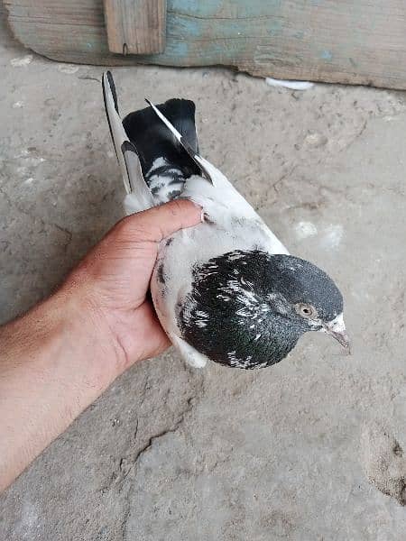 pigeons urgent for sale 5
