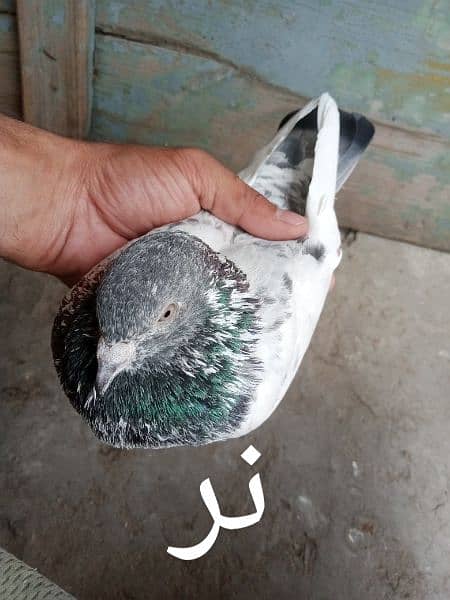 pigeons urgent for sale 8