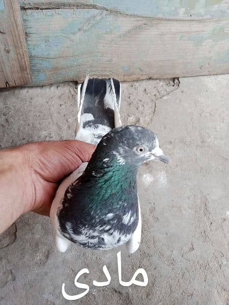 pigeons urgent for sale 10