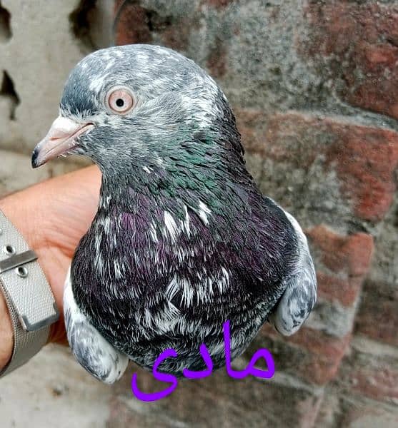 pigeons urgent for sale 17