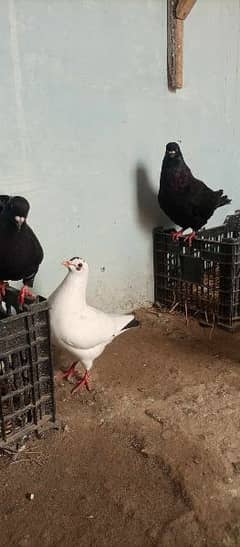 king pigeons