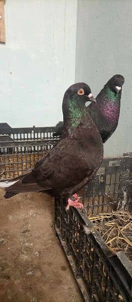 king pigeons 2