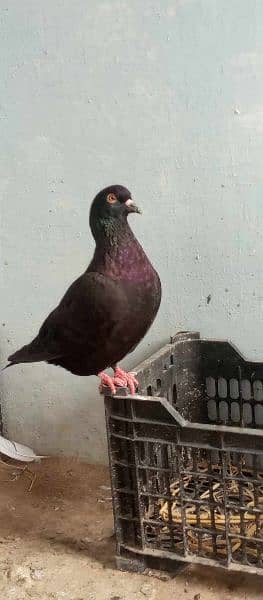 king pigeons 4