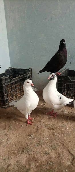 king pigeons 7