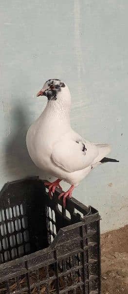 king pigeons 9