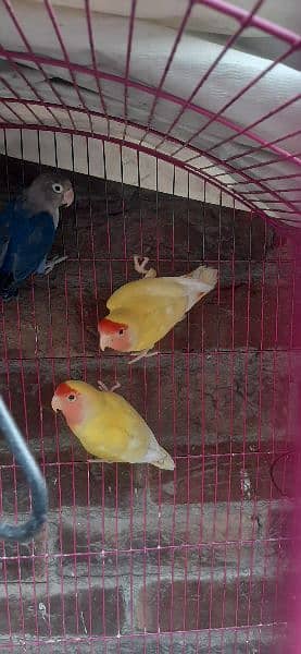 Yellow Breeder Pair, Blue Mask Breeder Pair and Iron Cage. 0