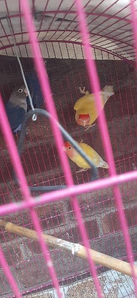 Yellow Breeder Pair, Blue Mask Breeder Pair and Iron Cage. 1