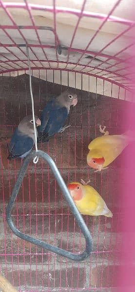 Yellow Breeder Pair, Blue Mask Breeder Pair and Iron Cage. 2