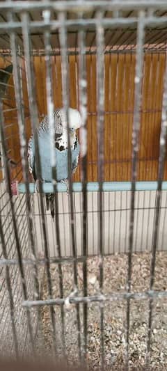exhibition budgie male