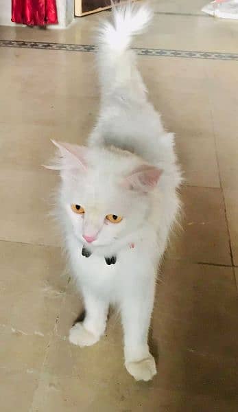 Beautiful Persian Cat 0